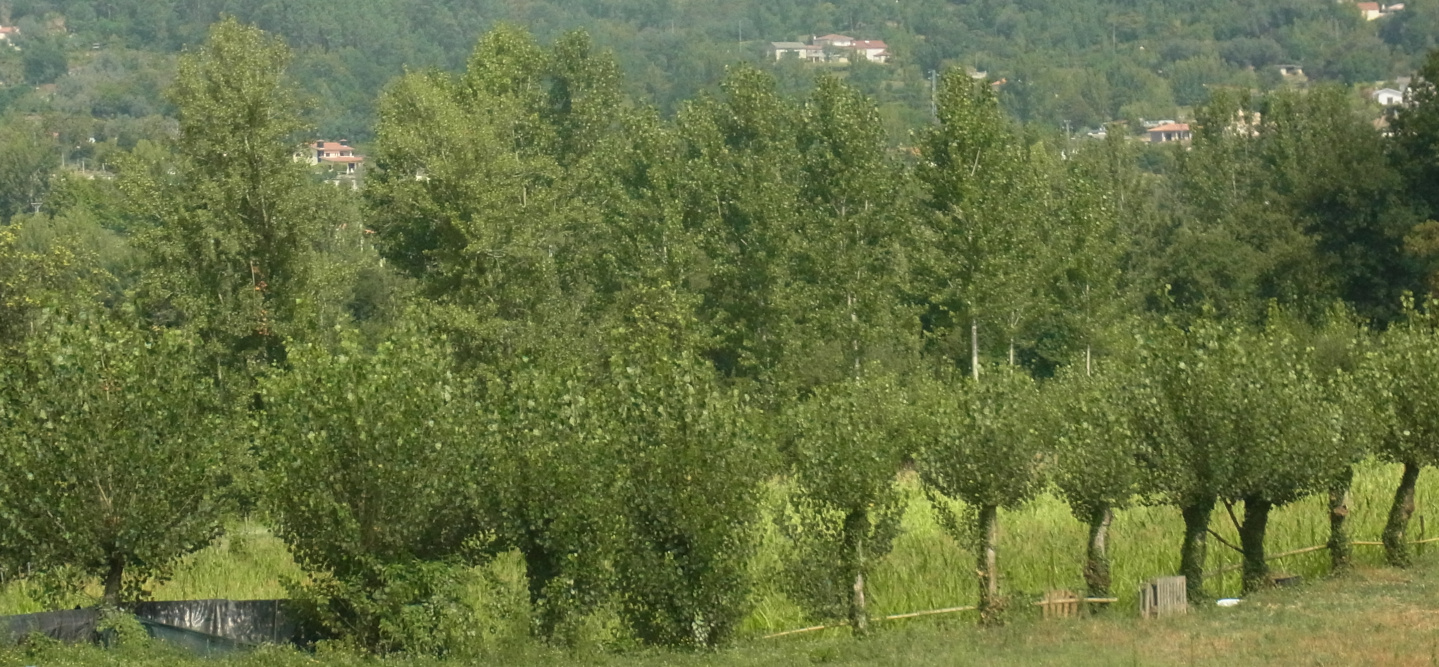 Beeland